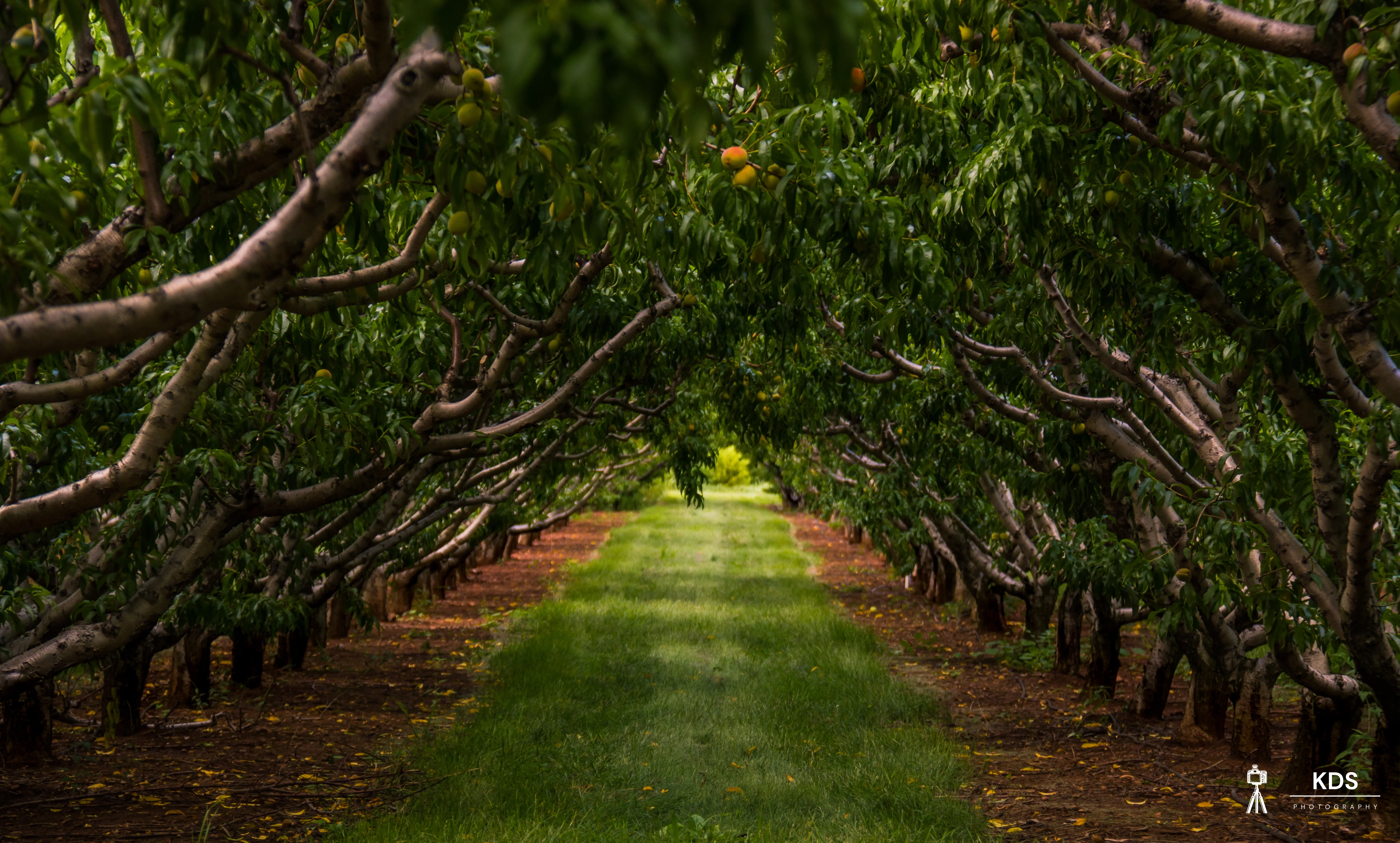 Peach Orchard (Panoramic)